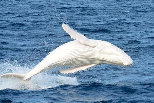 Phát hiện cá voi lưng gù trắng cực hiếm ngoài khơi Australia