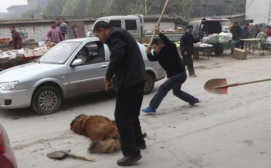 Chó ngao Tây Tạng bị thả ra đường và sự suy thoái của một thú vui vương quyền ở Trung Quốc