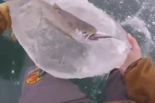 Hiện tượng hiếm có: Cá lớn đóng băng khi đang nuốt cá bé