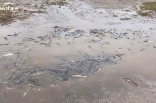 Hàng trăm con cá trê mắc cạn trên đường phố vì bão