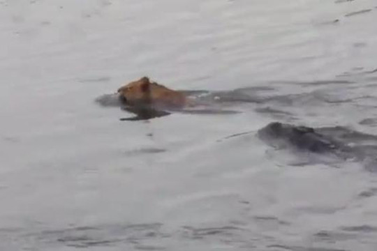 Sư tử suýt mất mạng khi vượt sông đầy cá sấu