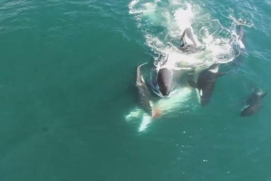 Cảnh tượng đàn cá voi sát thủ truy sát cá voi minke đơn độc