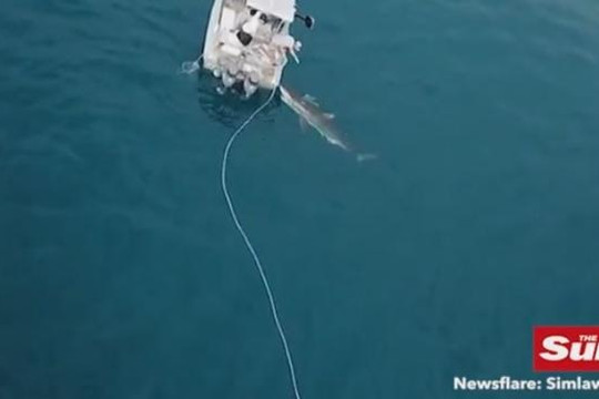 Cá mập trắng kéo thuyền của ngư dân