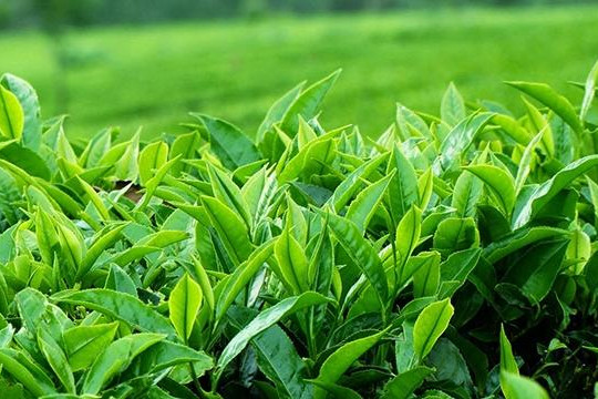 Siêng năng vận động và uống trà xanh giúp giảm nguy cơ bệnh Alzheimer 