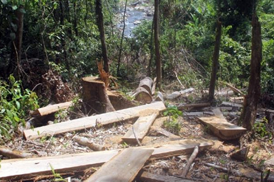 Quảng Nam: Bắt tạm giam nguyên GĐ và 2 thuộc cấp BQL rừng phòng hộ Sông Tranh