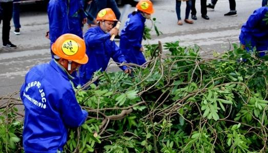 Hà Nội bắt đầu chặt, di chuyển hơn 1.300 cây xanh trên đường Phạm Văn Đồng