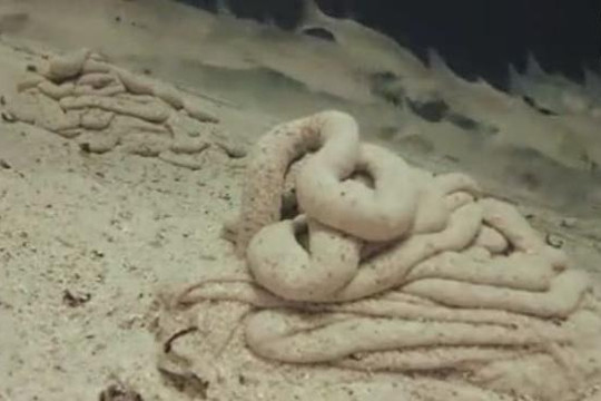 Nguồn gốc của những đụn cát hình thù như rắn dưới đáy biển