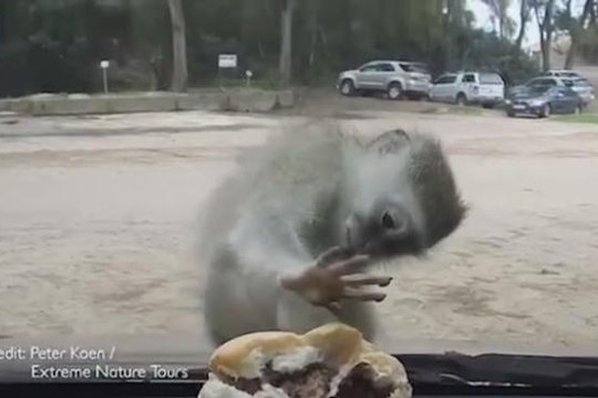 Khỉ con điên tiết vì không lấy được bánh trong ô tô