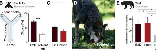 Lý giải được tại sao máu động vật cuốn hút thú ăn thịt