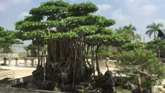Cặp cây sanh trăm tuổi đại gia trả gần 10 tỉ đồng không bán