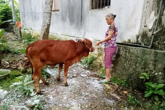 Hà Tĩnh: Hỗ trợ cả bò giống bị lở mồm long móng cho dân nghèo