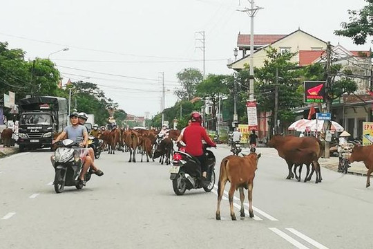 Hà Tĩnh: ‘Bắt tạm giam’... 30 con bò đi nghênh ngang trên quốc lộ