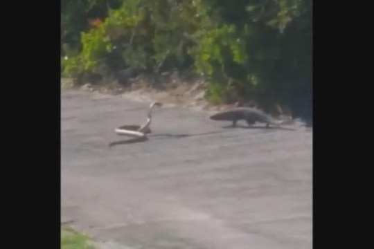 Trận kịch chiến của rắn hổ mang và cầy mangut trên sân golf