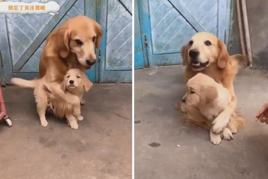 Chó mẹ ôm chặt lấy con vì sợ chủ bắt đi mất