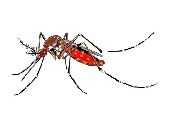 Lai tạo được những con muỗi có 3 mắt, da vàng và không cánh để chống lại các dịch bệnh nguy hiểm