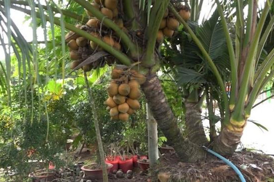 Độc đáo cây dừa 7 nhánh cho trái  