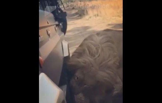 Sư tử đực cắn thủng lốp ô tô để khoe vẻ 'nam tính' với con cái