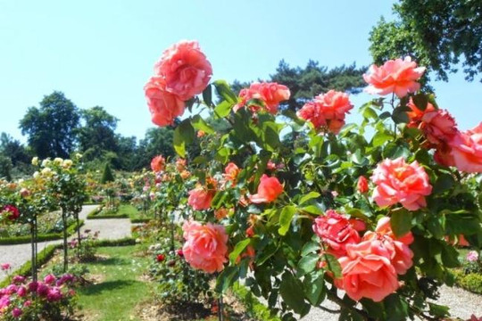 Vườn hồng Bagatelle, nhịp thở lãng mạn giữa lòng Paris