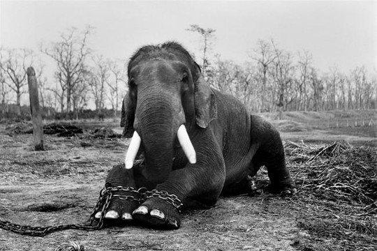 11 hình ảnh khiến bạn choáng váng về việc sát hại và 'bạo hành' động vật hoang dã