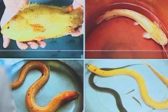 Sự thật bất ngờ chuyện lươn, cá hóa màu vàng ở Việt Nam