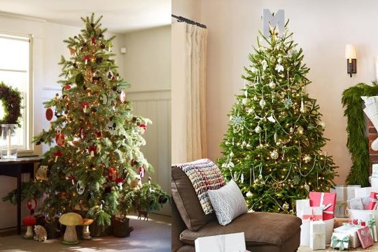 Những bí mật bất ngờ và thú vị về cây thông Noel