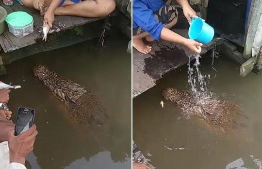 Cá sấu khổng lồ bơi vào nhà dân xin thức ăn