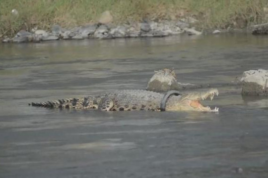 Cá sấu bị lốp xe siết cổ trong suốt hai năm
