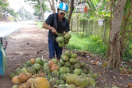 Thực hư dừa Bến Tre bị bơm hương liệu, đường hóa học