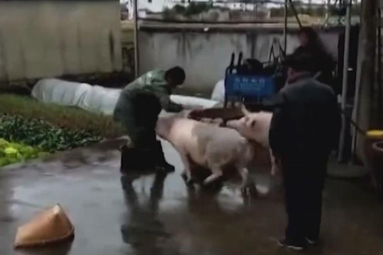 Lợn tấn công người để giải cứu đồng loại sắp bị giết thịt