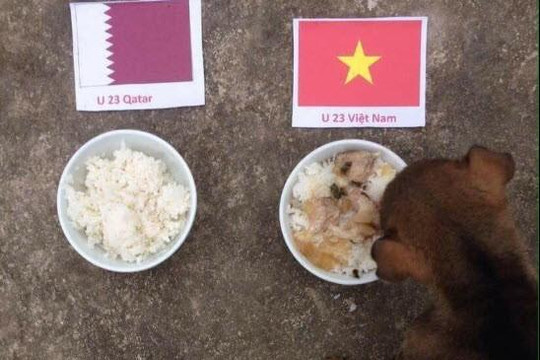 Clip 2 chú chó 'tiên tri' đoán U23 Việt Nam thắng Qatar