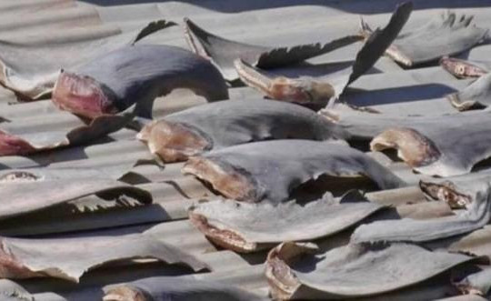 Bộ Công Thương lên tiếng vụ 'vây cá mập phơi trên nóc nhà' ở Chile