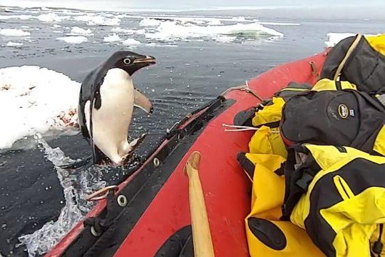 Chim cánh cụt nhảy lên thuyền, 'chào' đoàn thám hiểm ở Nam Cực