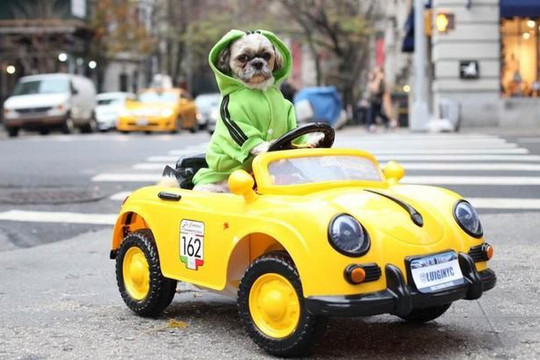 Không biết lái xe, nhưng chú chó này sở hữu 5 siêu xe chính hãng sang trọng