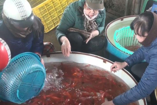 Chợ cá lớn nhất Hà Nội tấp nập trước ngày Táo quân chầu trời