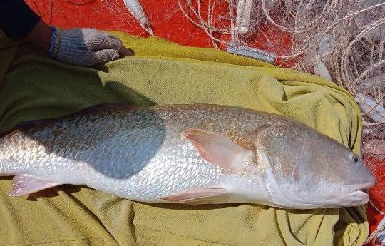 20 triệu đồng, ngư phủ vẫn chưa bán cá ‘lạ’ nghi cá sủ vàng
