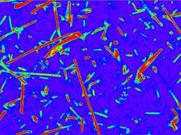 Nhuộm màu vi khuẩn để nghiên cứu sự sống ngoài Trái đất