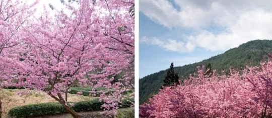 6 điểm ngắm hoa anh đào khi du lịch Đài Loan 