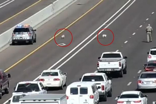 Cảnh sát Mỹ vây bắt hai chú chó làm loạn trên cao tốc