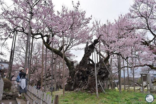 Mê mẩn trước cây anh đào 1.800 tuổi thọ nhất Nhật Bản