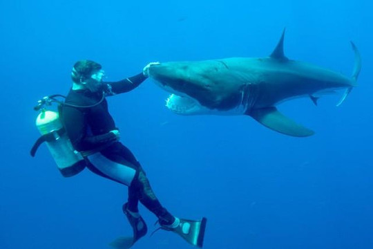 Thót tim nhìn cảnh cá mập trắng lao đến tấn công thợ lặn