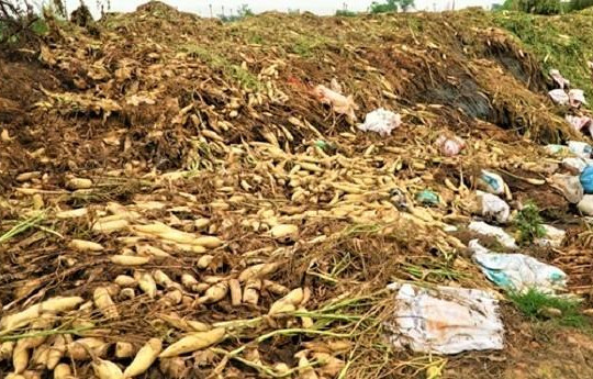 Nông dân vứt nông sản đầy ruộng, Bộ Nông nghiệp ra chỉ đạo khẩn