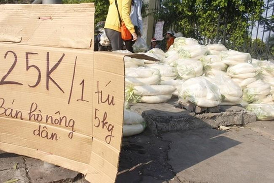 Người Hà Nội nhiệt tình ‘giải cứu’ củ cải cho nông dân