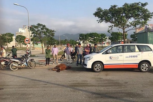 Đà Nẵng: Bò lao đầu vào taxi, trách nhiệm thuộc về ai?