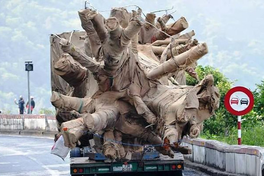 Kiểm lâm Thừa Thiên-Huế đang canh giữ 3 cây gỗ khủng 'vô chủ'