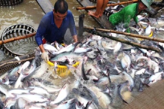 Thứ trưởng Bộ NN&PTNT: Mỹ áp thuế phi lý, bất công với cá tra, tôm Việt Nam