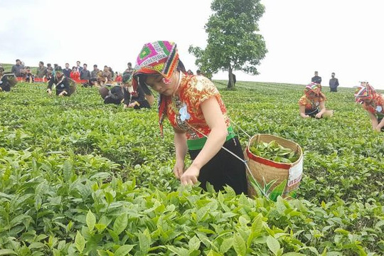 Tưng bừng Lễ hội trà cao nguyên Mộc Châu 2018