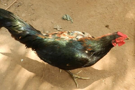 Kỳ lạ chú gà… ‘lưỡng tính’, chỉ thích chim trĩ, tránh xa đồng loại