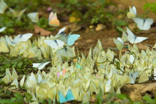Mùa bướm trắng bay rợp trời ở vườn quốc gia Cúc Phương 