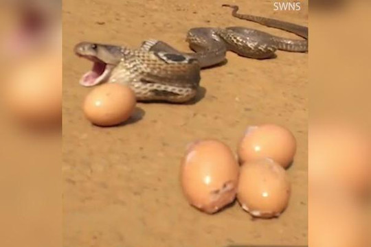 Clip rắn hổ mang khổ sở nôn ra 7 quả trứng vì quá tham