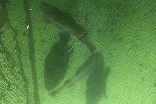 Cá nuôi ở khu vực cảng Vũng Áng bị chết chưa rõ nguyên nhân
